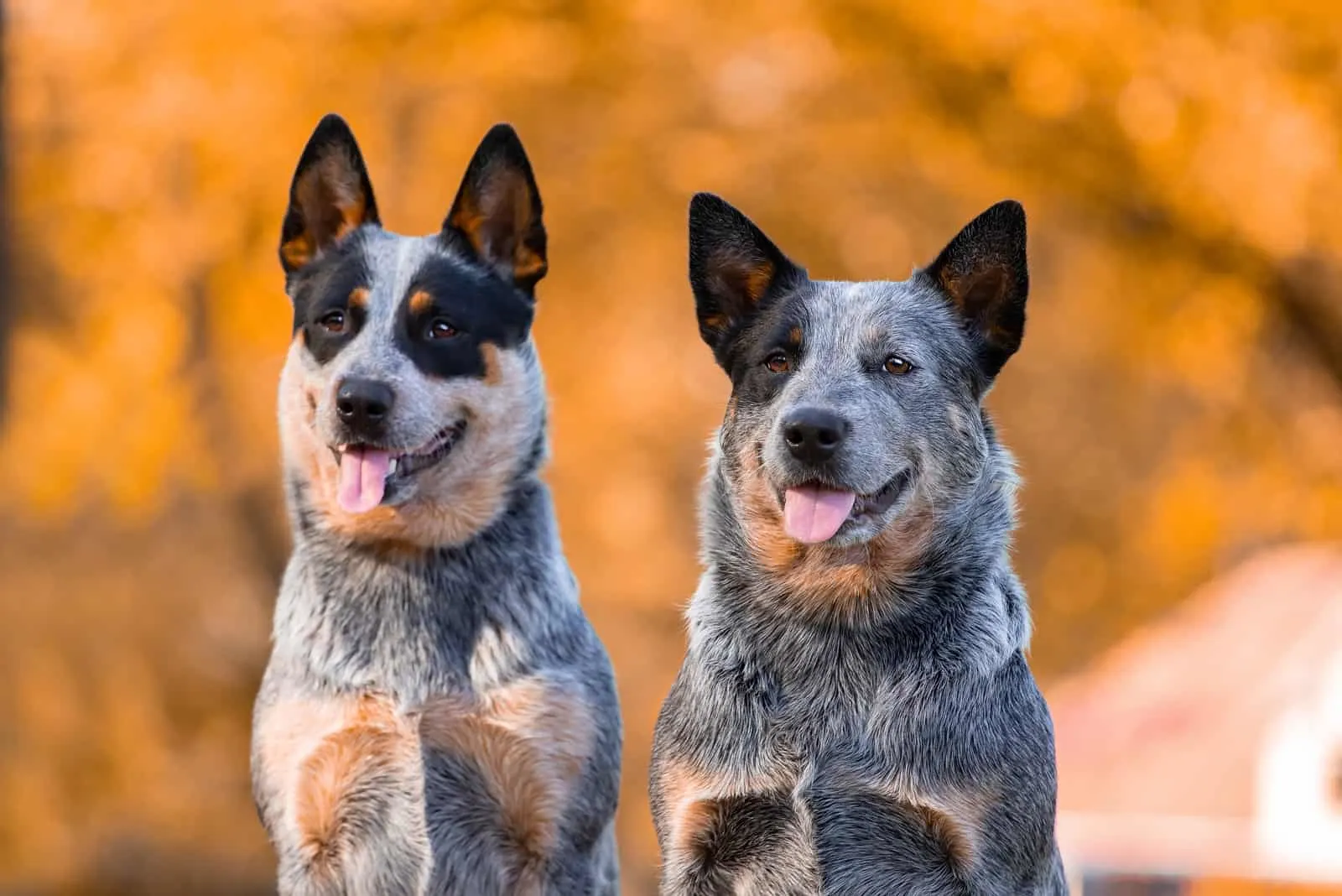 https://www.pupvine.com/wp-content/uploads/2022/05/two-blue-heelers.jpg.webp