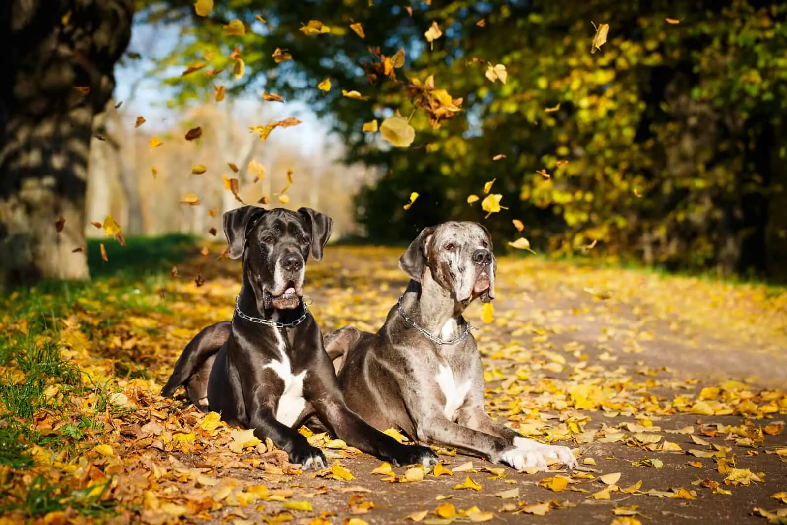 Great Dane Growth Chart: A Guide To Gentle Giant’s Size