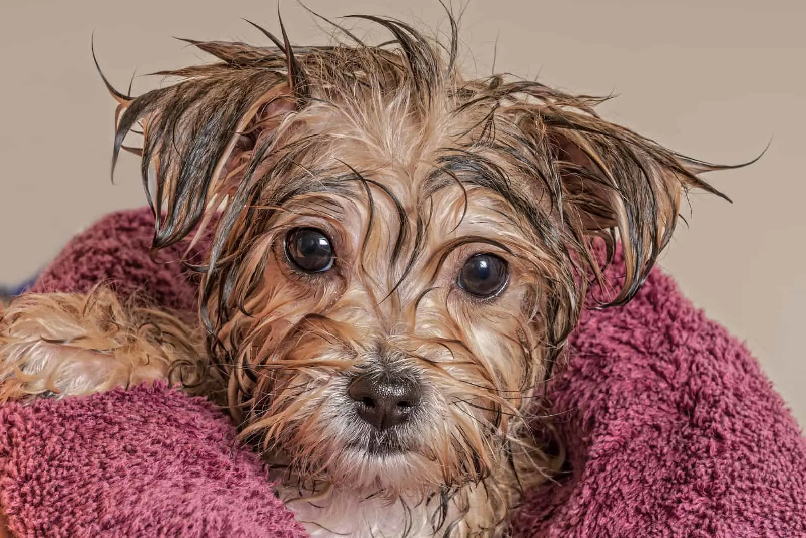 how often should i bathe my yorkshire terrier