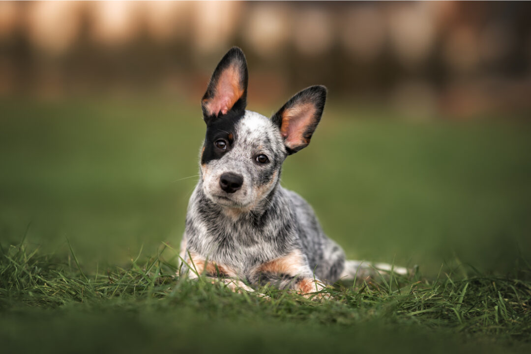 Blue Heeler Growth Chart – How Big Will Your Blue Heeler Get?