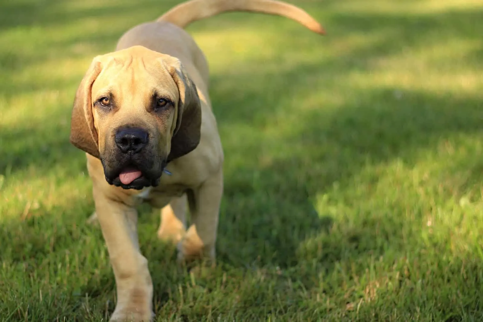 at what age is a boerboel full grown