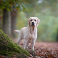 labrador standing outside