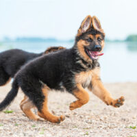 two german shepherds running on the beach