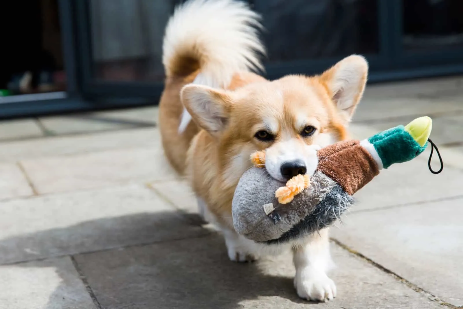 Concept Pet Care Playing Training Corgi Dog Toys Accessories Dry Stock  Photo by ©dariasolstock 379207458