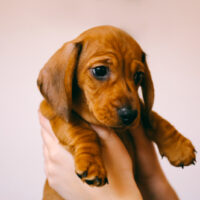 dachshund puppy