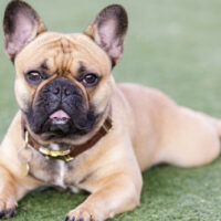 a French bulldog lying on the grass