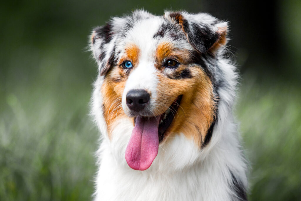 23 Australian Shepherd Mixes: Meet Cute Aussie Dog Breeds