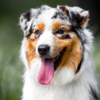 australian shepherd