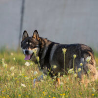 dog standing in field