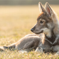 tamaskan puppy