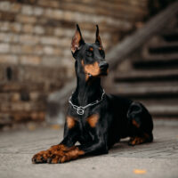 Doberman sitting on street