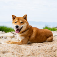 Shiba Inu lies on the beach