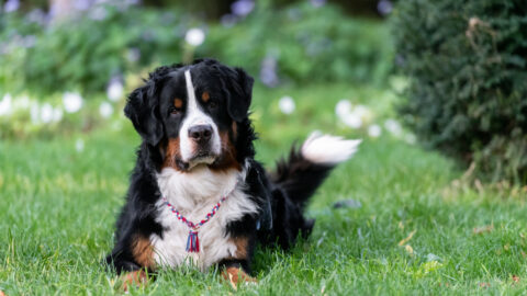 5 Best Bernese Mountain Dog Breeders In The Uk