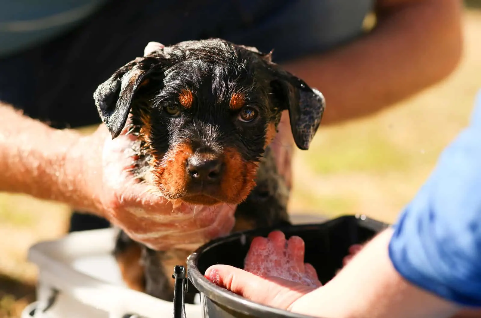 Best dog clearance shampoo for rottweilers