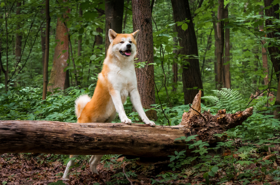 Best Akita Breeders In The U.S.: 7 Places To Find A Pet