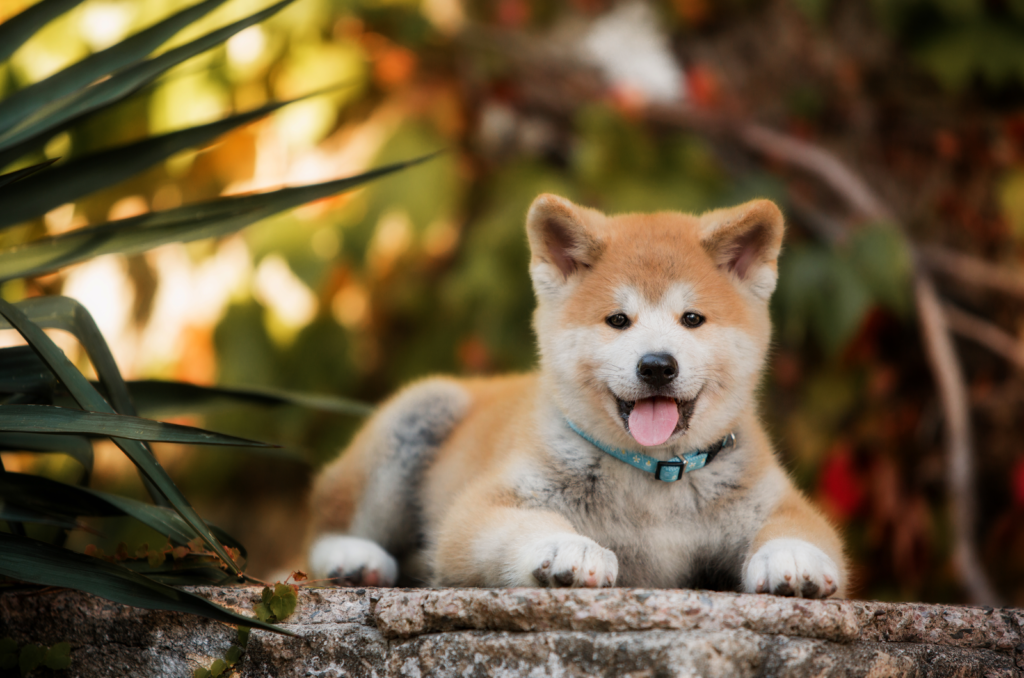 11 Best Akita Breeders In The UK That You Need To Know About