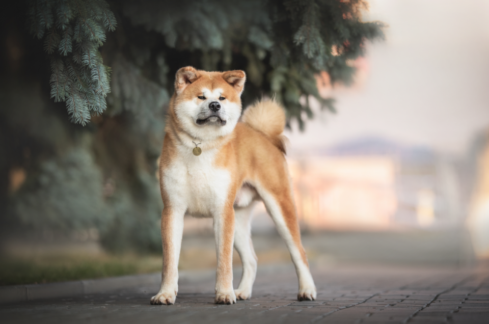 Best Akita Breeders In The U.S.: 7 Places To Find A Pet