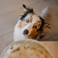 Australian Shepherd waiting for food