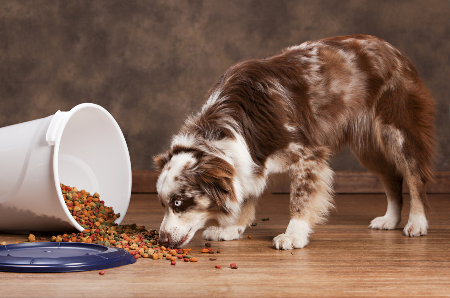 Australian Shepherd Feeding Chart All On Aussie's Diet