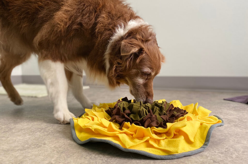 Australian Shepherd Feeding Chart All On Aussie's Diet