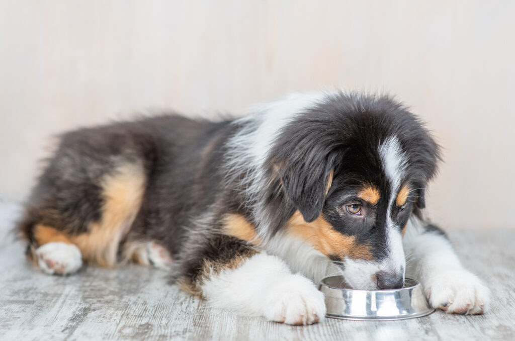 Australian Shepherd Feeding Chart All On Aussie's Diet