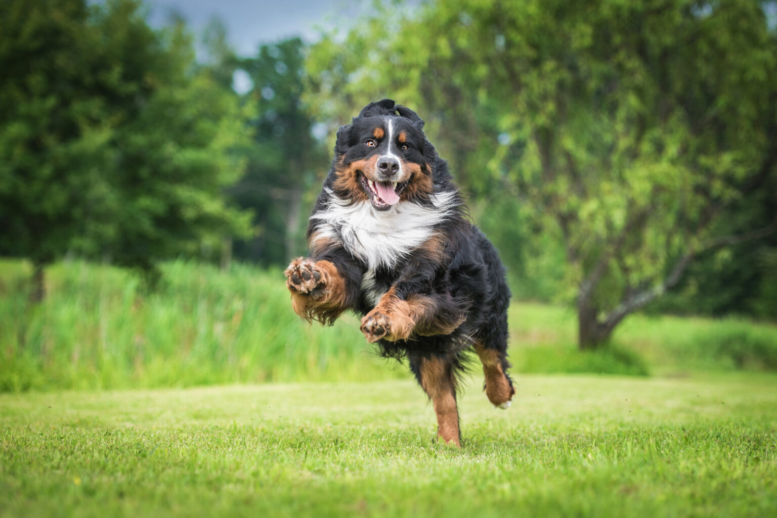 6 Best Bernese Mountain Dog Breeders In Ontario 2022   Bernese Mountain Dog Running On Grass 1536x1025 