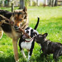 three dogs playing