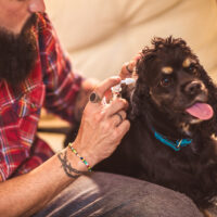 a man cleans his dog's ear