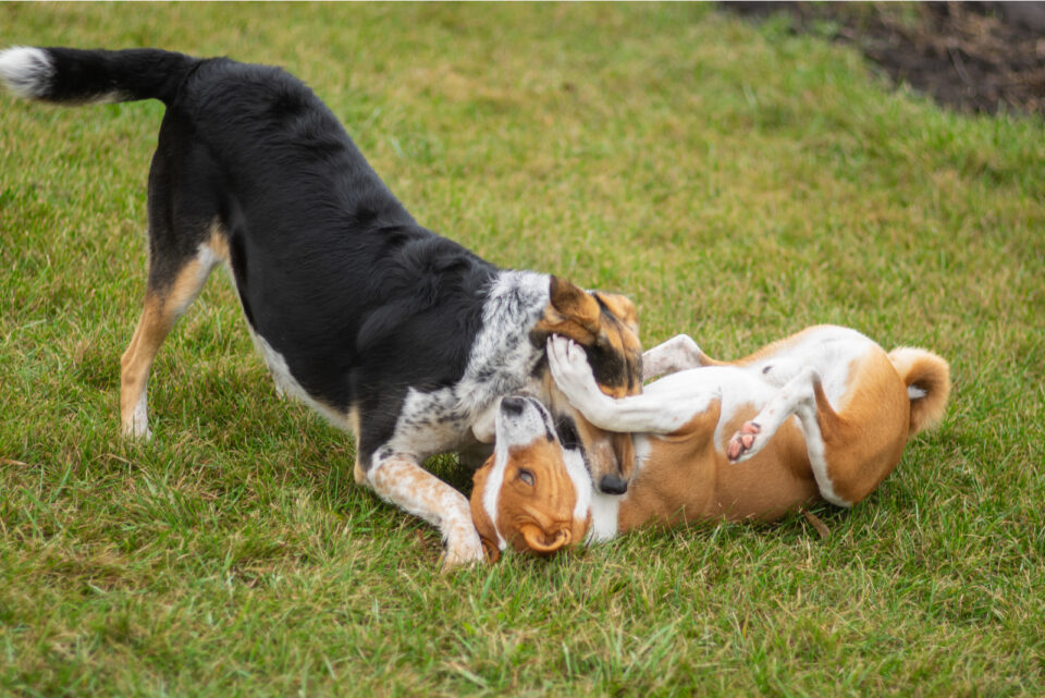 Why Do Dogs Bite Each Other's Necks? Dog Neck Biting Behavior Explained