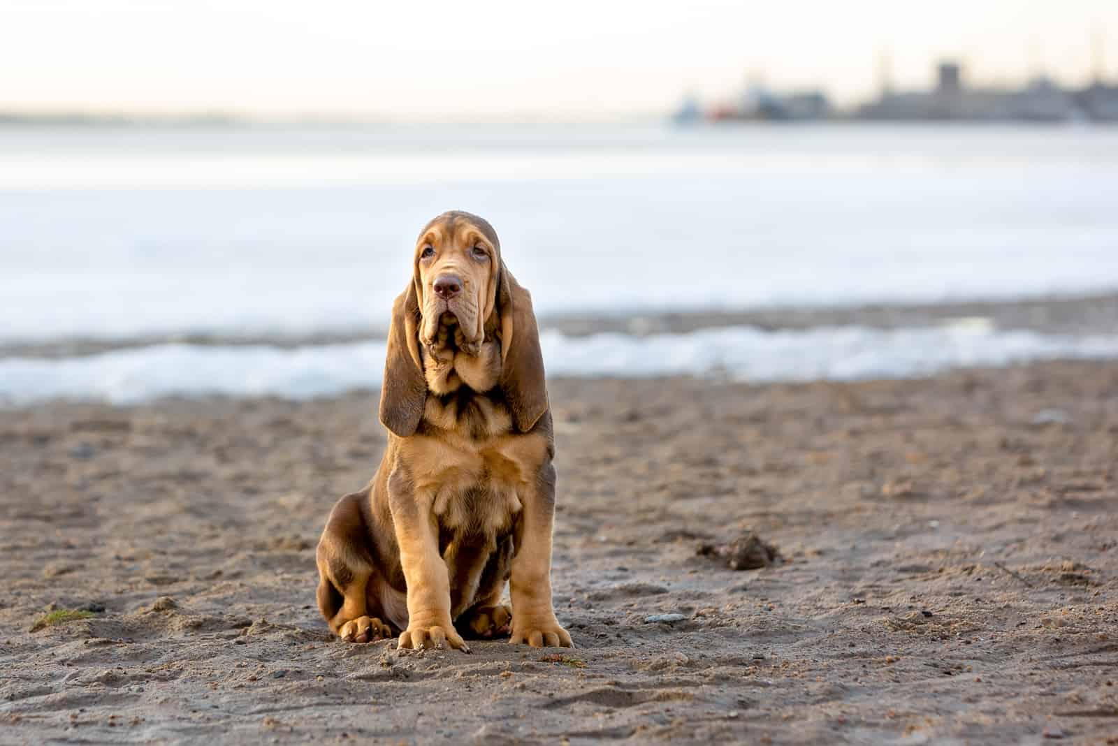 bloodhound is a mixed breed