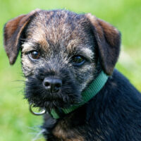 Border Terrier 12 week old puppy sitting outdoors