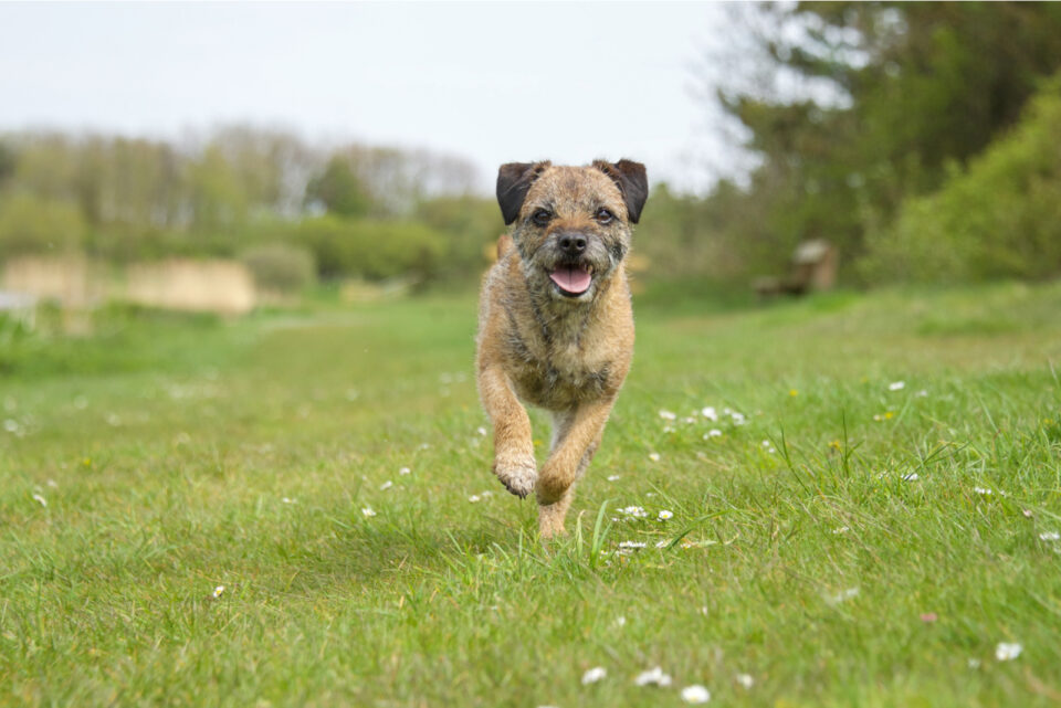 Border Terrier Running On The Grass 960x641 