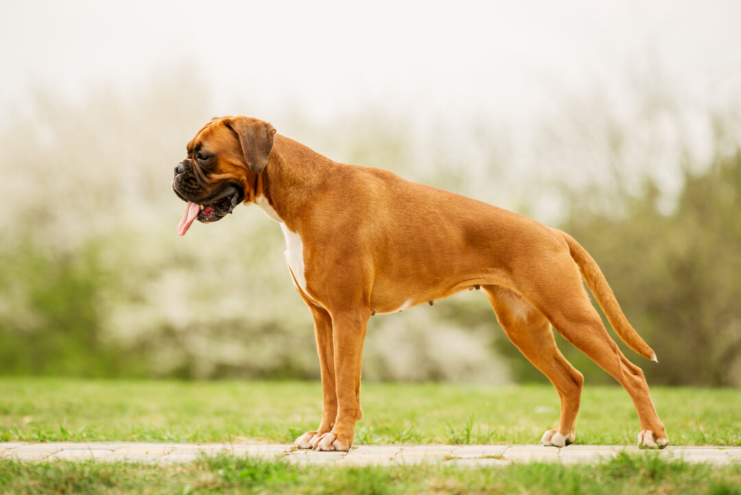 Boxer Growth Chart: How Big Can This Working Dog Get?