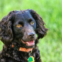 boykin spaniel dog outdoor