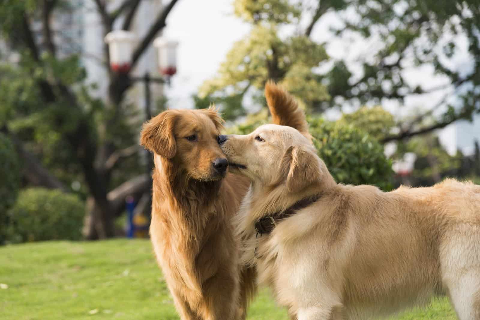 can dogs mate with their siblings