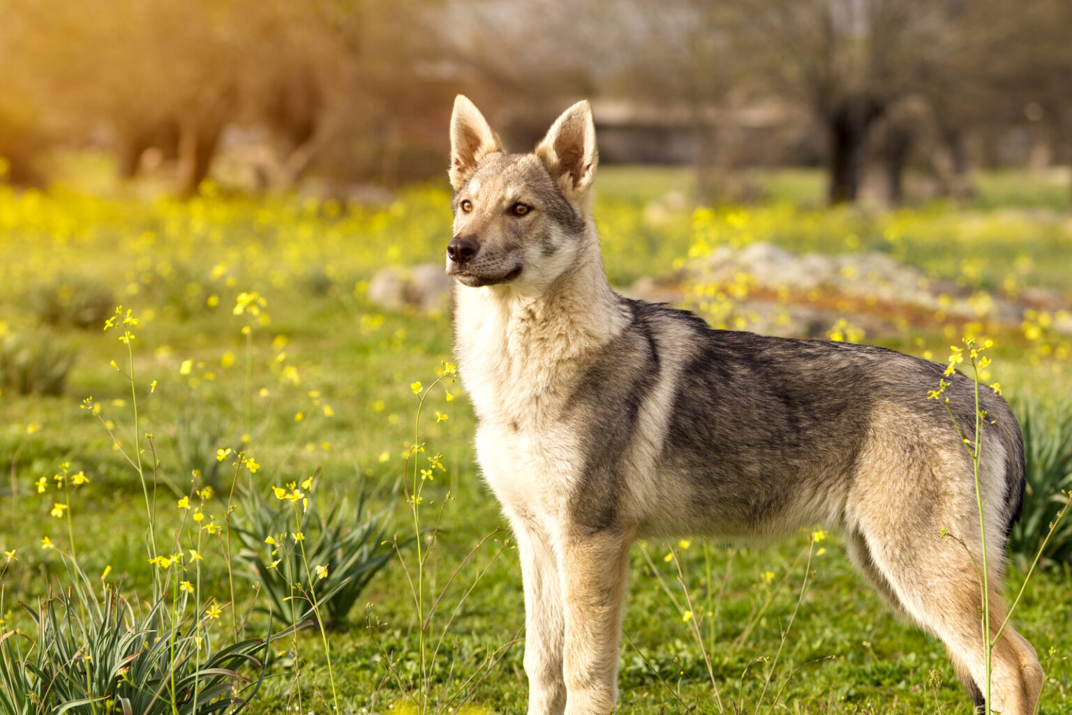 31-wolf-like-dog-breeds-finest-collection-of-fierce-dogs