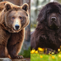 brown bear and newfoundland dog