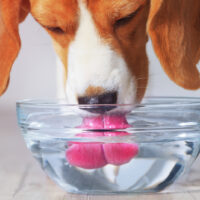 dog drinking water