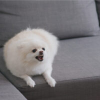 White pomeranian dog bark on sofa