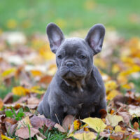 small frenchie puppy