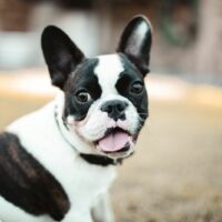 french bulldog