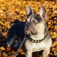 french bulldog in park