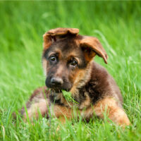 cute german shepherd in the grass