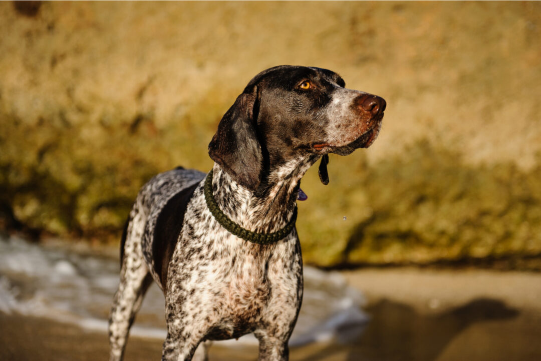 8 Reputable German Shorthaired Pointer Breeders In Ontario