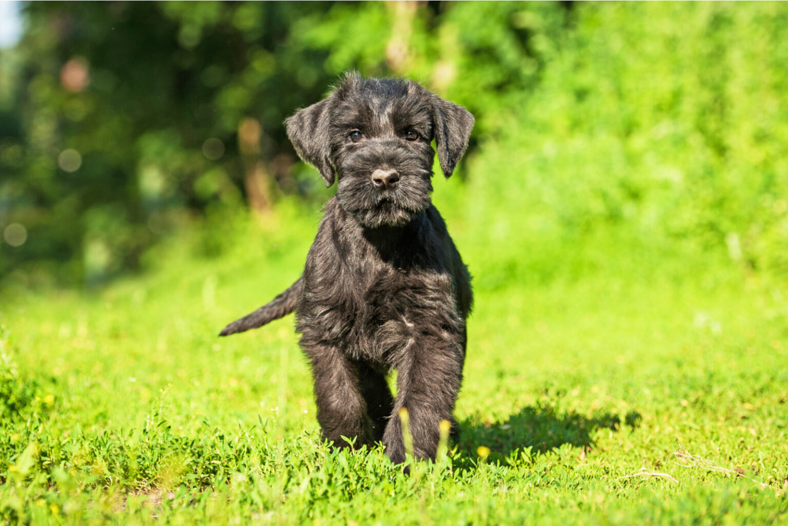 Standard Schnauzer Breeders Top 5 Options