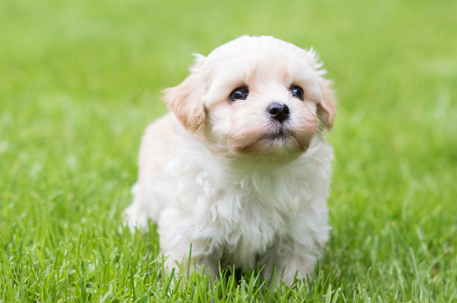 Havanese Breeders In The UK: 6 Breeders You Can Trust