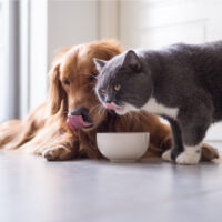 Golden Retriever and British shorthair cats are eating