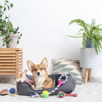 Cute dog with different pet accessories at home