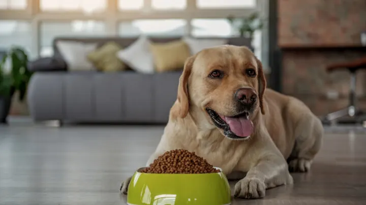 how do you soak dog kibble