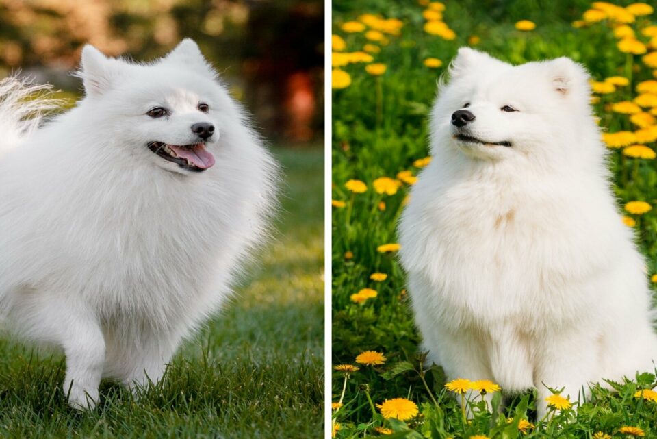 Japanese Spitz Vs. Samoyed - Which Is The Best Dog For You?